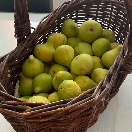 Svitogor2 * 特罗吉尔