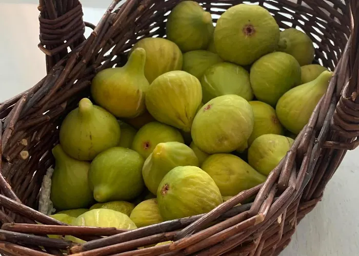 Svitogor2 * Τρογκίρ